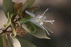 Pterospermum rubiginosum